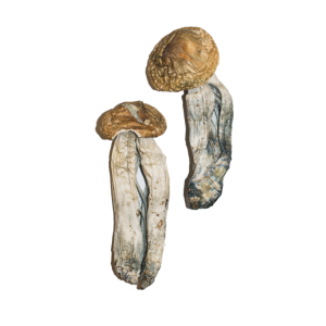 Buy Big Mex Magic Mushrooms
